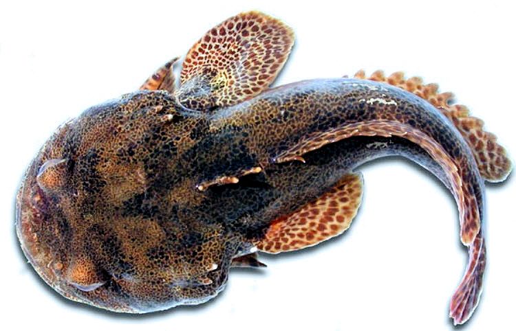 Halobatrachus didactylus_03.jpg